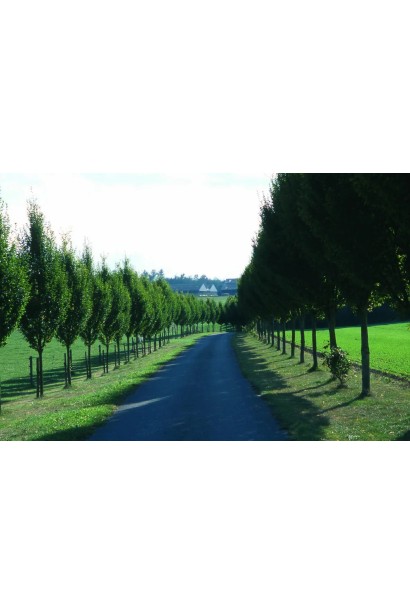 Carpinus betulus Frans Fontaine 